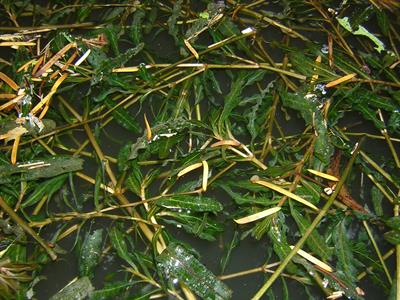 potamogeton crispus